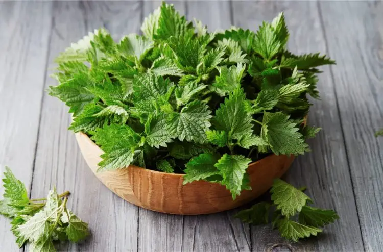 Urzica &ndash; o bună plantă medicinală