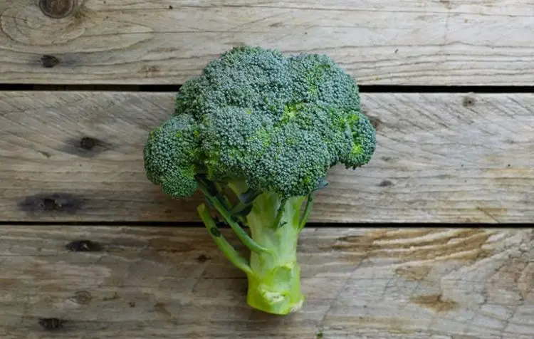 Broccoli leguma proaspata bogata in calciu si vitamina c pentru imunitate
