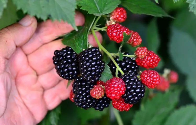 fructe de mure proaspete bogate in resveratrol si vitamine