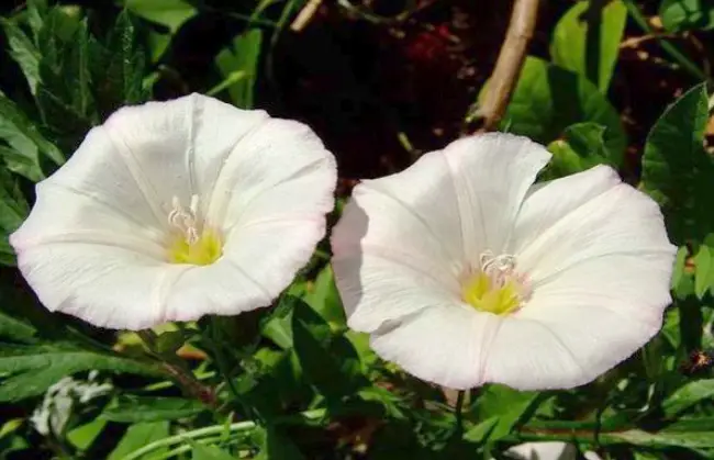 Planta de volbura folosită pentru efectul laxativ natural