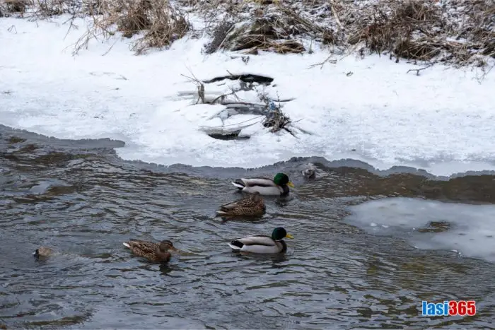 Inagine cu rațe pe apa inghețată a Bahluiului