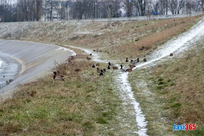 rate pe malul bahluiului