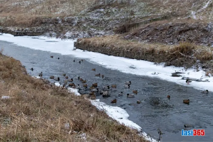 Imagine cu rațele de pe Bahlui in Tudor Vladimirescu