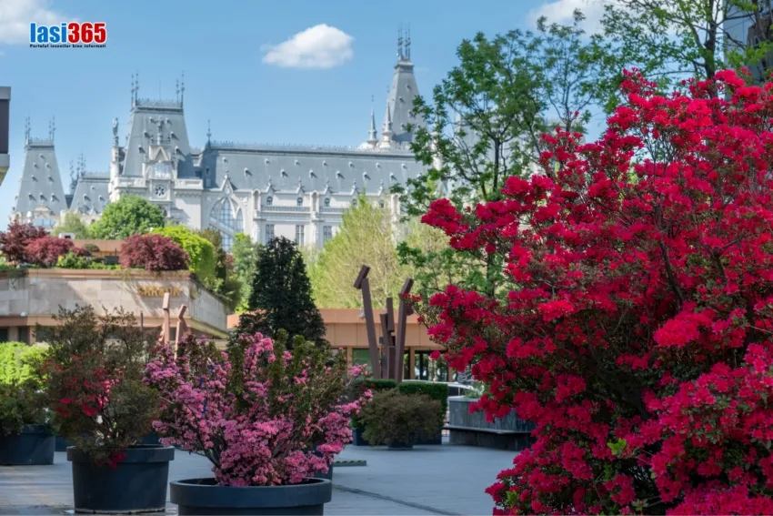 Copaci &icirc;nfloriți &icirc;n Grădina Palas Iași - magnolii și peri ornamentali