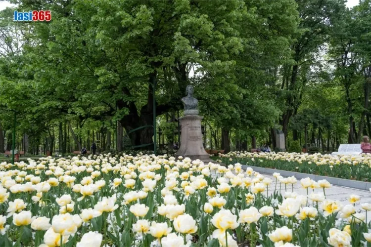 Imagine cu Teiul lui Eminescu din Grădina Copou din Iași