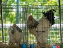 Găini ornamentale la Animal Fest USV Iași 2026