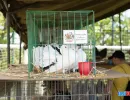 Porumbei ornamentali la Animal Fest USV Iași 2026
