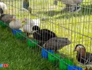 Rațe ornamentale la Animal Fest USV Iași 2026