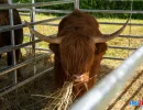 Vacă Highland la Animal Fest USV Iași 2026