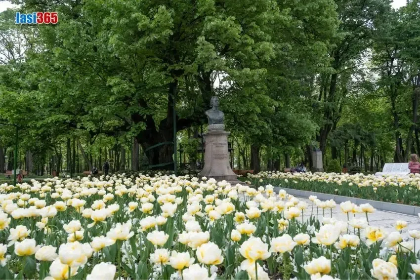 teiul lui eminescu din parcul copou