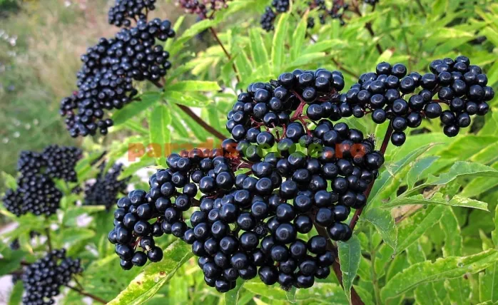 Rădăcina de boz - plantă medicinală