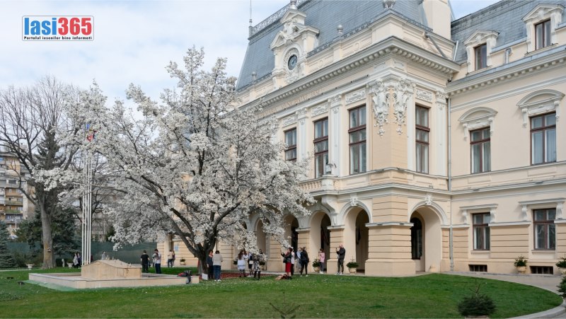 Magnolia de la Palatul Roznovanu martie 2023 Iasi