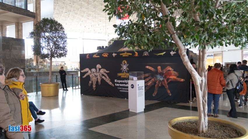 Expoziție de reptile și tarantule vii în Palas Mall - februarie 2024