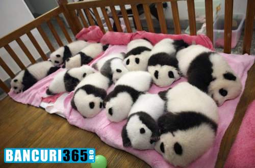 panda-dormind