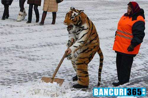 Bancul zilei - tigrul pus la facut curat