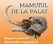 capul de mamut expus la palatul culturii din iasi