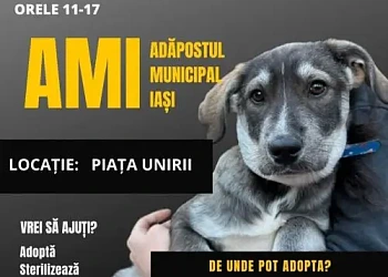 Afis Targ de adoptii animale in Piata Uniri din Iasi