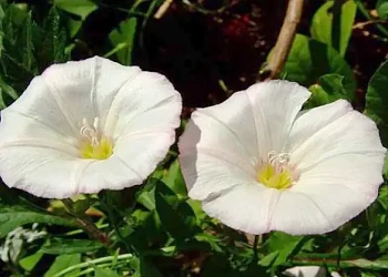 Planta de volbura folosită pentru efectul laxativ natural