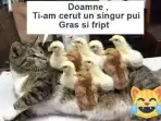 Ce primeste o pisica in locul dorintelor ei